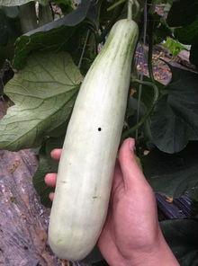 吃瓜视频的网红,揭秘吃瓜视频网红的爆红之路  第2张